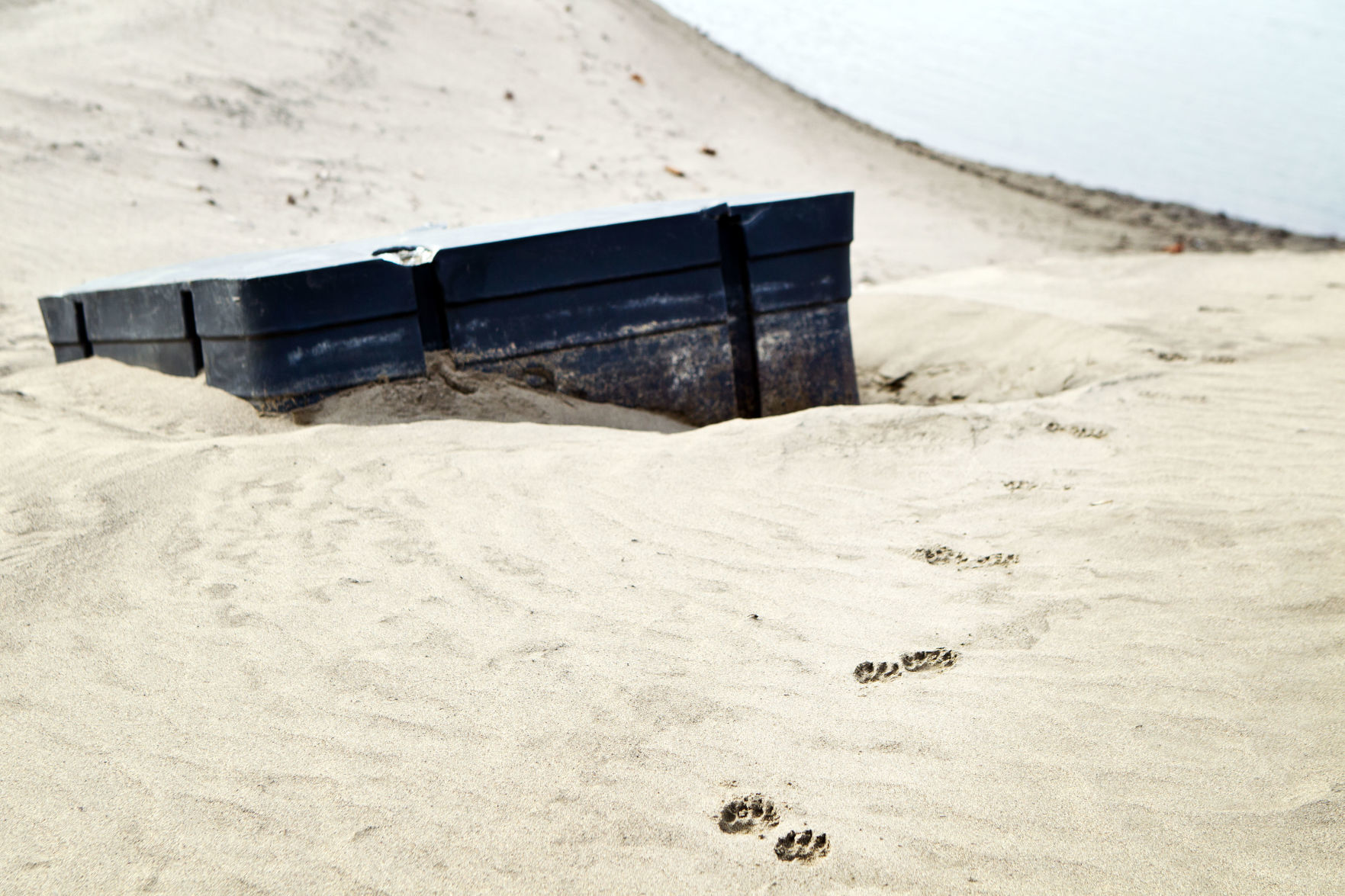 Learn about animal tracks